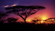 acacia tree