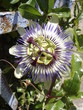 passiflore bleue