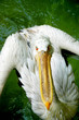Foto: fighter fighter