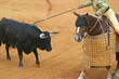 bullfight