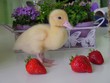 saturnin