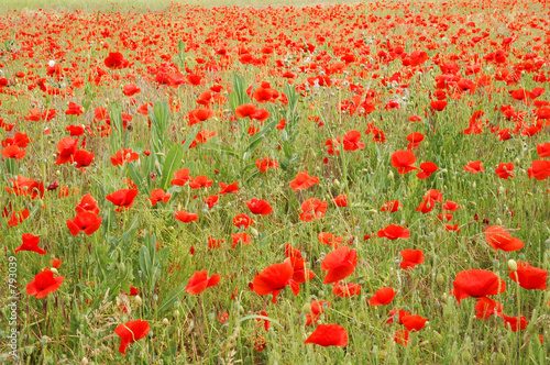 coquelicots dans la prairie