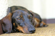 dachshund dog