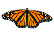 Photo: isolated monarch butterfly isolated monarch butterfly