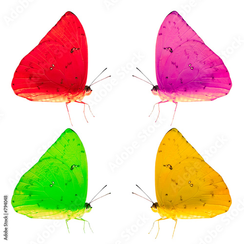 Foto: colorful butterflies isolated colorful butterflies isolated