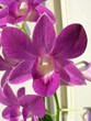 orchid