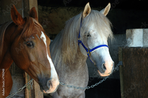 horses in stable