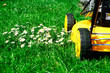 lawn mower and daisies