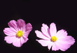 cosmos