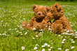 adorable teddybear couple