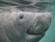 manatee lamantin