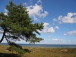 lonely tree on ocean - ein baum am meer