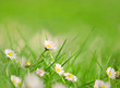 field detail