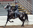walking horse