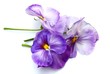 pansies