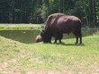 bison broutant