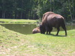 arrière-train de bison broutant