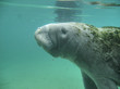 manatee