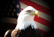 eagle eagle