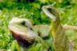 lizard
