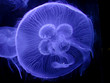 detailed neon-blue jellyfish