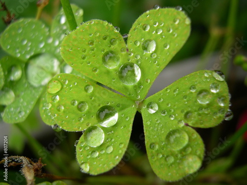 trèfle