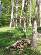 Foto: kaminholz im wald kaminholz im wald