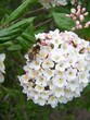 blüte blüte