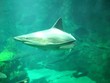 requin