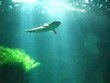 requin