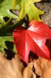 rotes laub