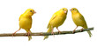 canario curioso