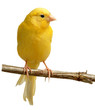 canario