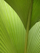 semi-abstract green palm fronds