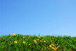grass and sky background