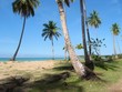 page tropical