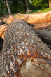 troncs d'arbres 2
