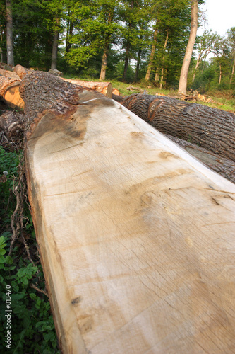 troncs d'arbres 4