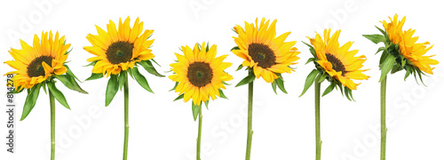 Photo: sunflowers sunflowers