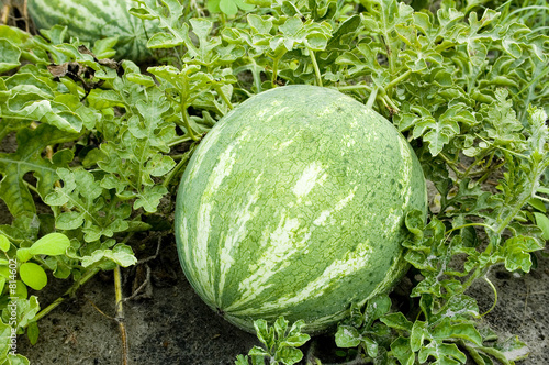 watermelon 1