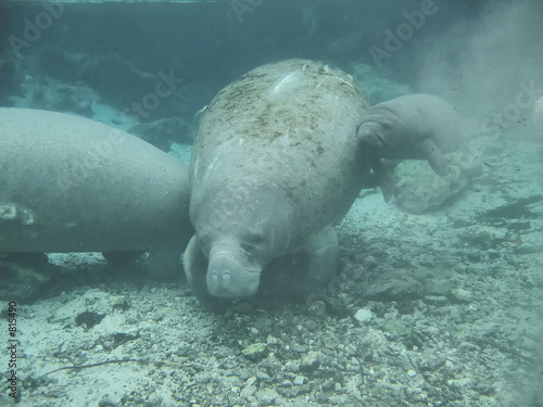 manatee