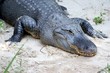 alligator in the wild