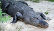 alligator in the wild