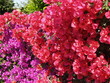 bougainvillée 2