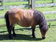 shetland pony 2 shetland pony 2