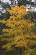 yellow tree