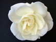 white rose