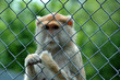 hinter gitter