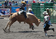 bull & rider