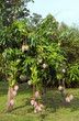 mango tree